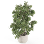 Plants collection 967
