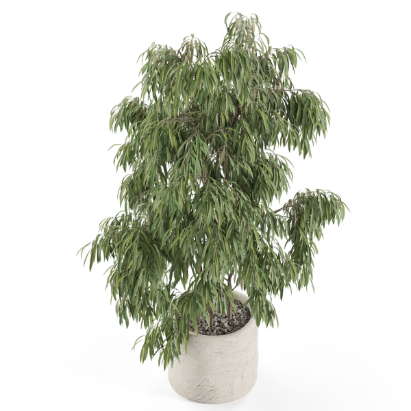 Plants collection 967