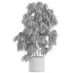 Plants collection 967