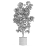 Plants collection 970