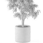 Plants collection 970