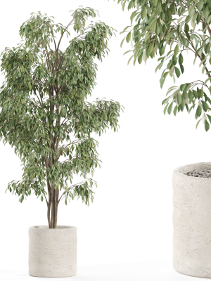 Plants collection 970