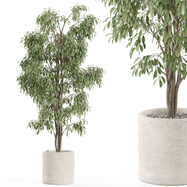 Plants collection 970