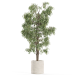 Plants collection 970
