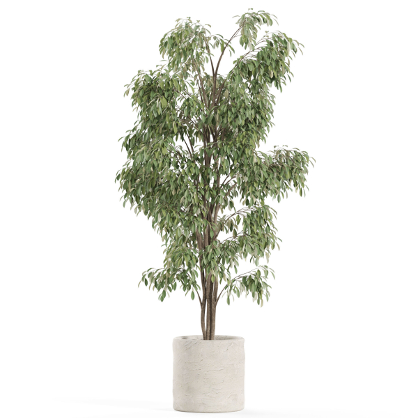 Plants collection 970