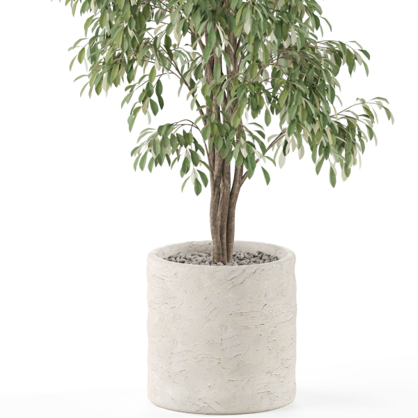 Plants collection 970