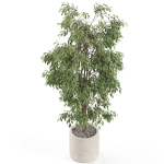 Plants collection 970