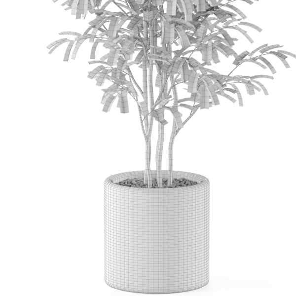 Plants collection 978