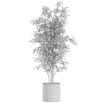 Plants collection 978