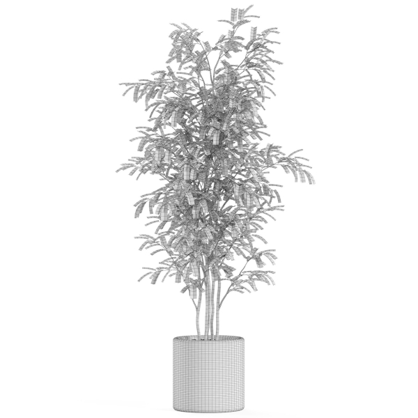 Plants collection 978