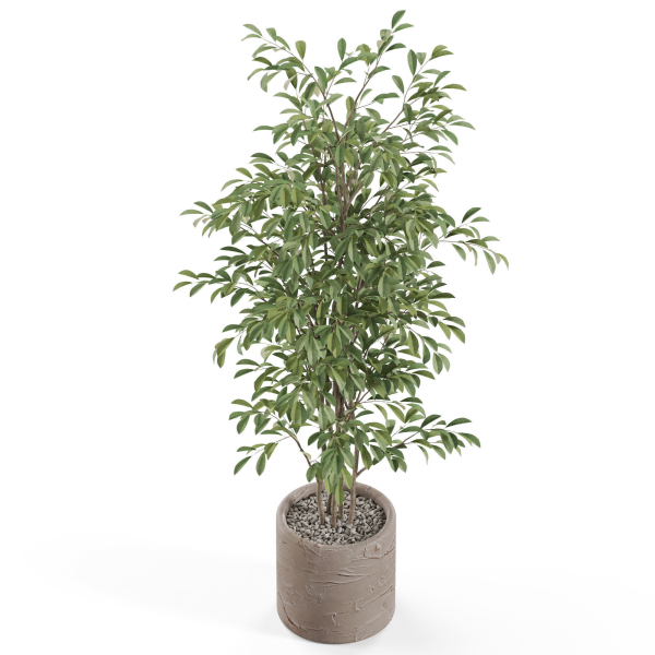 Plants collection 978