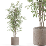 Plants collection 978