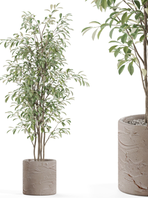 Plants collection 978