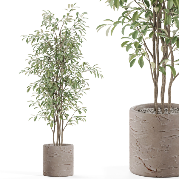 Plants collection 978