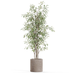 Plants collection 978