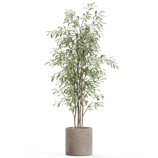 Plants collection 978