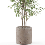 Plants collection 978