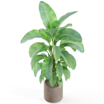 Plants collection 979