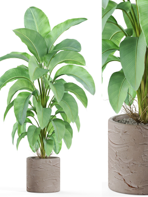 Plants collection 979