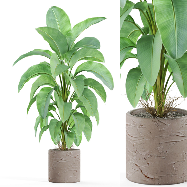 Plants collection 979