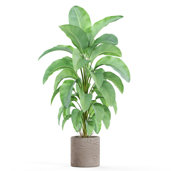 Plants collection 979