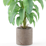 Plants collection 979