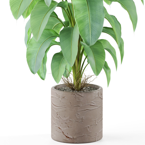 Plants collection 979