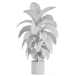 Plants collection 979