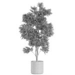 Plants collection 980