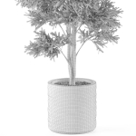 Plants collection 980