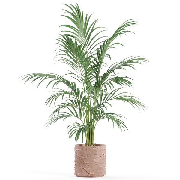 Plants collection 986
