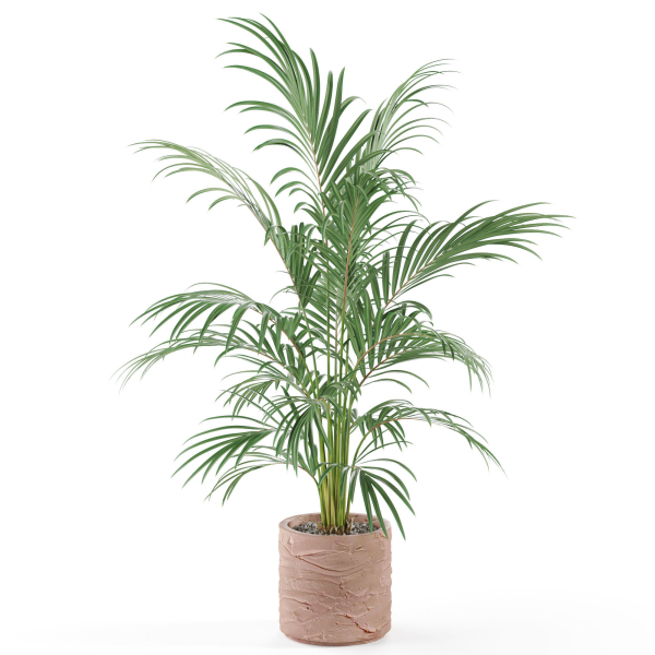Plants collection 986