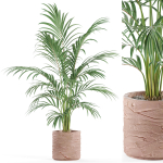 Plants collection 986