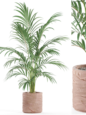 Plants collection 986