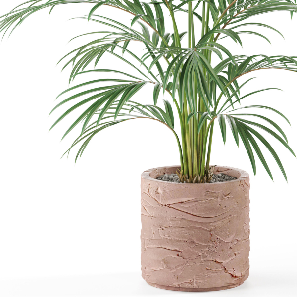 Plants collection 986