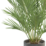 Plants collection 987