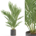 Plants collection 987