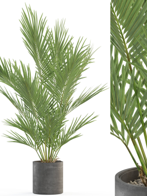 Plants collection 987