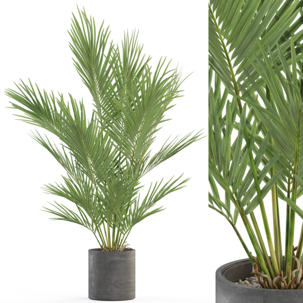Plants collection 987