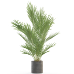 Plants collection 987