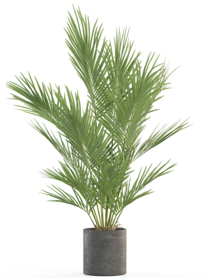 plants-collection-987-3d-model-ef3154f1d3