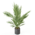 Plants collection 987
