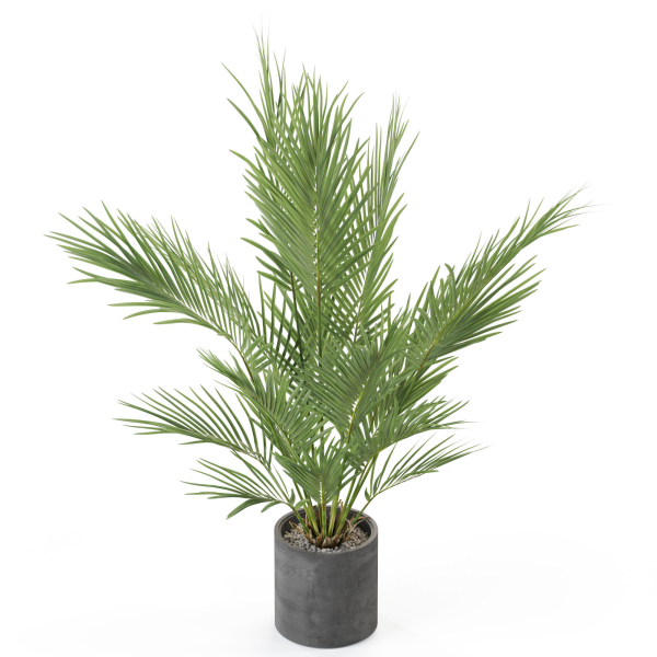 Plants collection 987