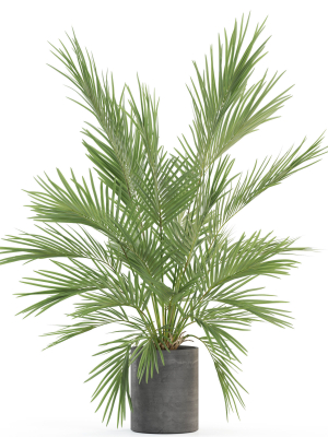 plants-collection-988-3d-model-47c8cb3b51