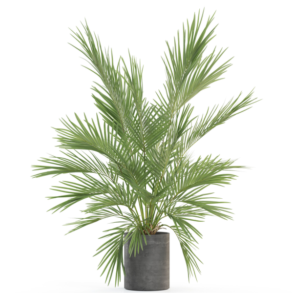 Plants collection 988