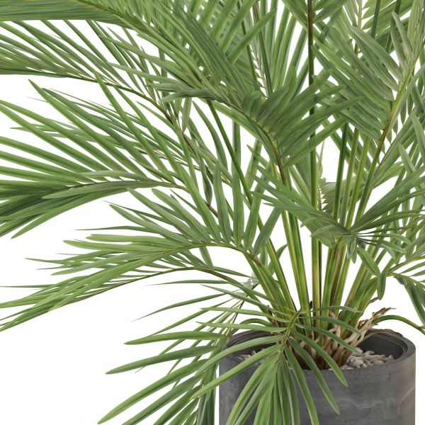 Plants collection 988