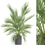 Plants collection 988