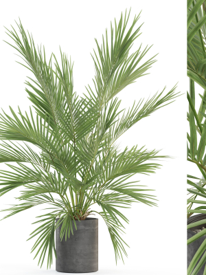 Plants collection 988