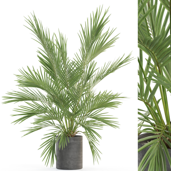 Plants collection 988