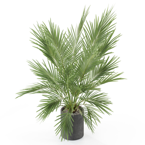 Plants collection 988